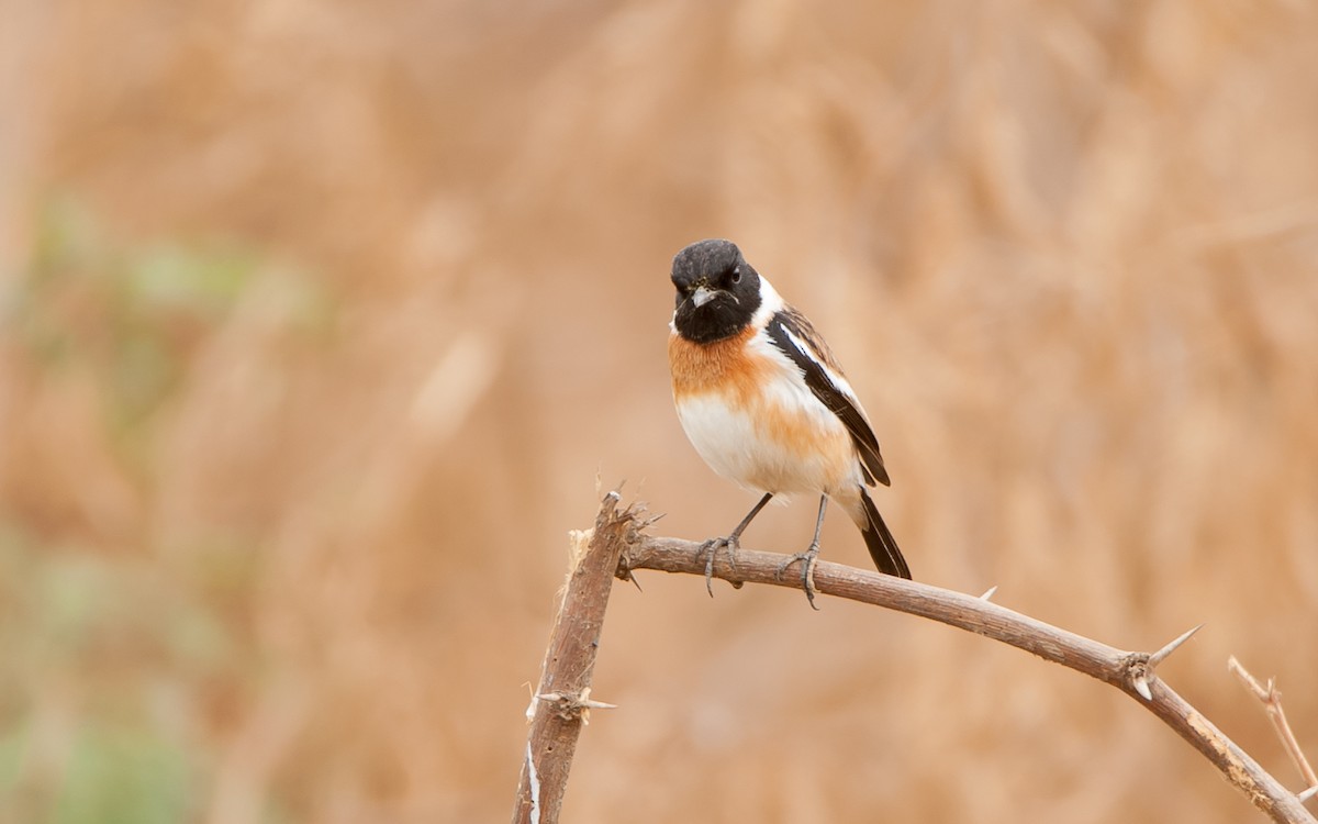 African Stonechat - ML179997121