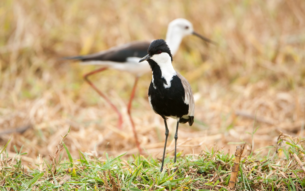 Spur-winged Lapwing - ML179998451
