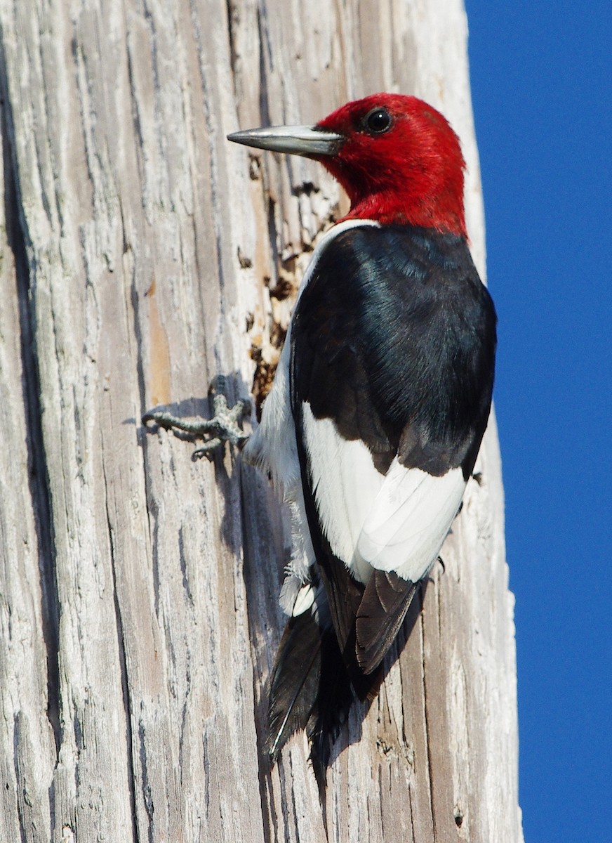Red-headed Woodpecker - Mary Caldwell
