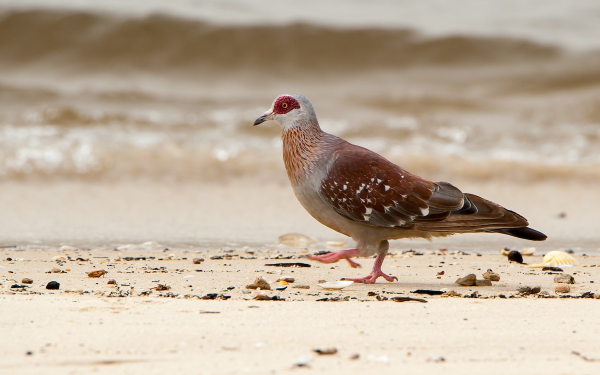 Speckled Pigeon - ML179999461