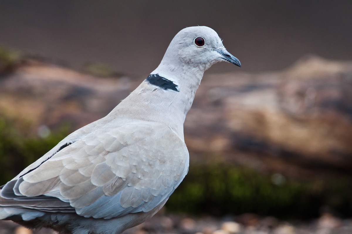 Eurasian Collared-Dove - ML180000041