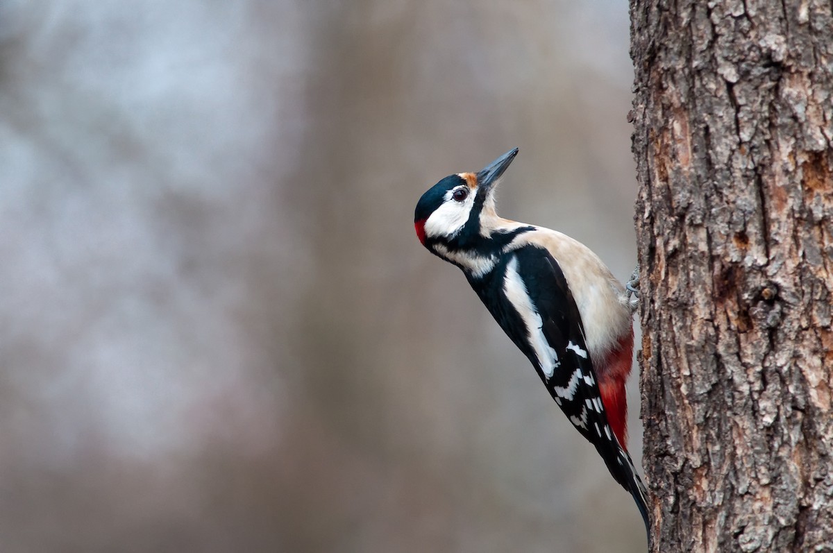 Great Spotted Woodpecker - ML180000101