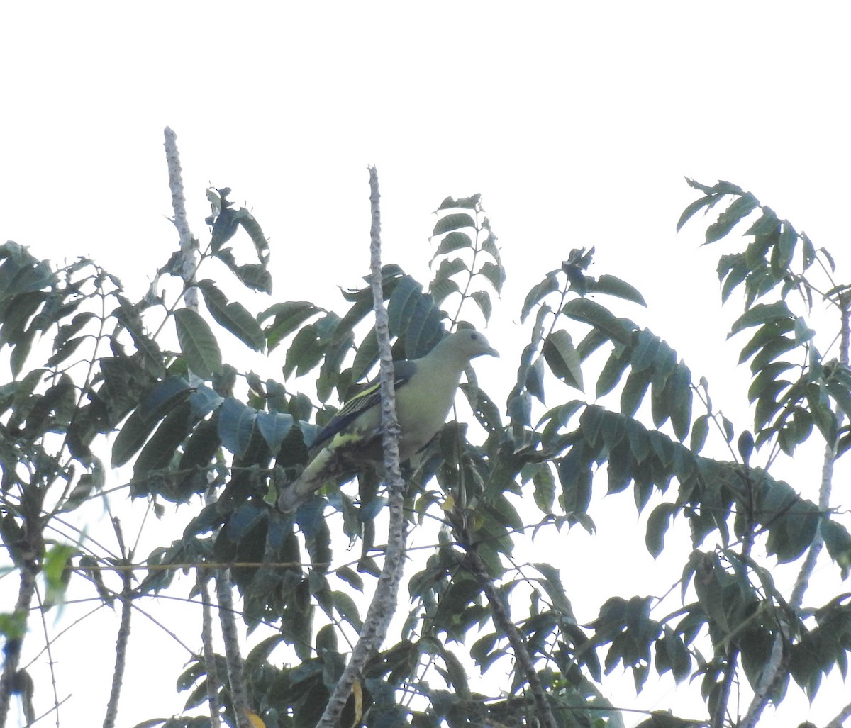 Andaman Green-Pigeon - ML180000251