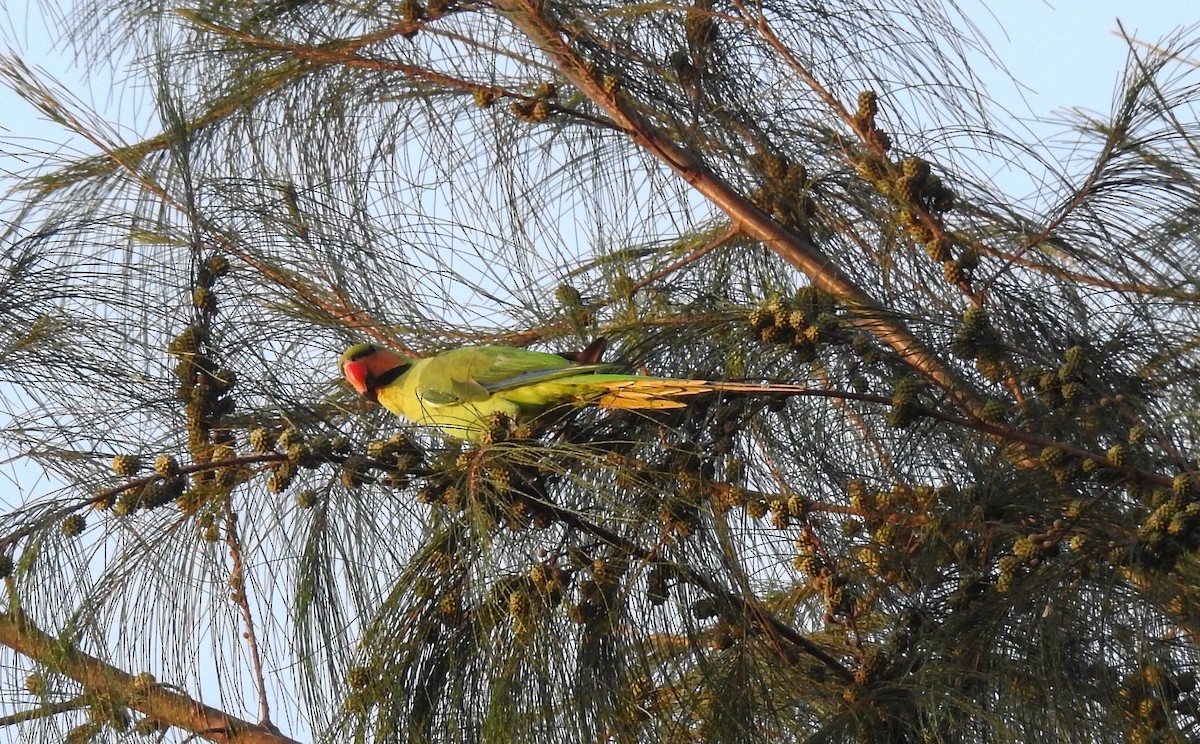 Long-tailed Parakeet - ML180000771