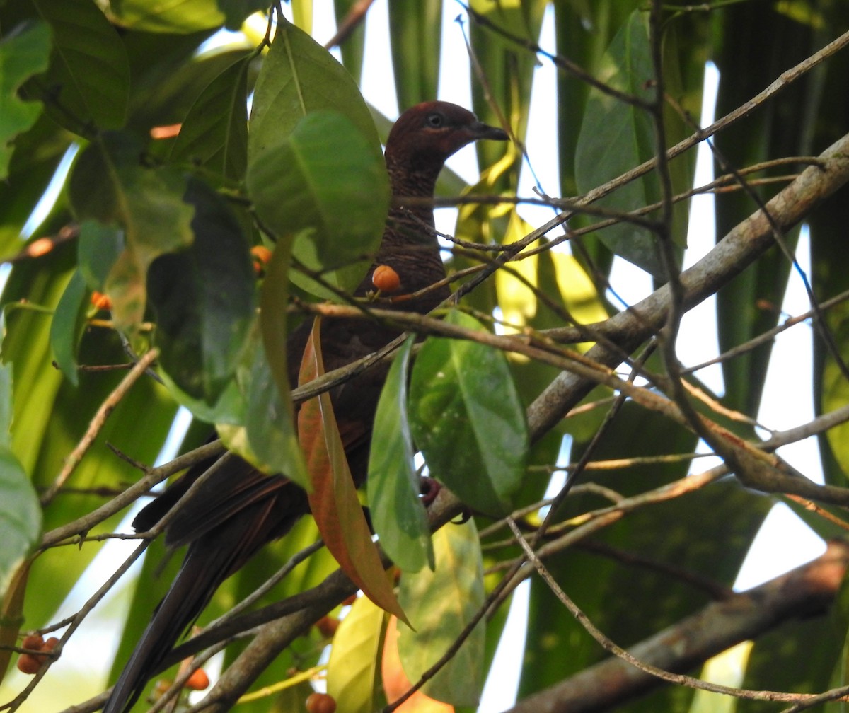 Andaman Cuckoo-Dove - Sahana M