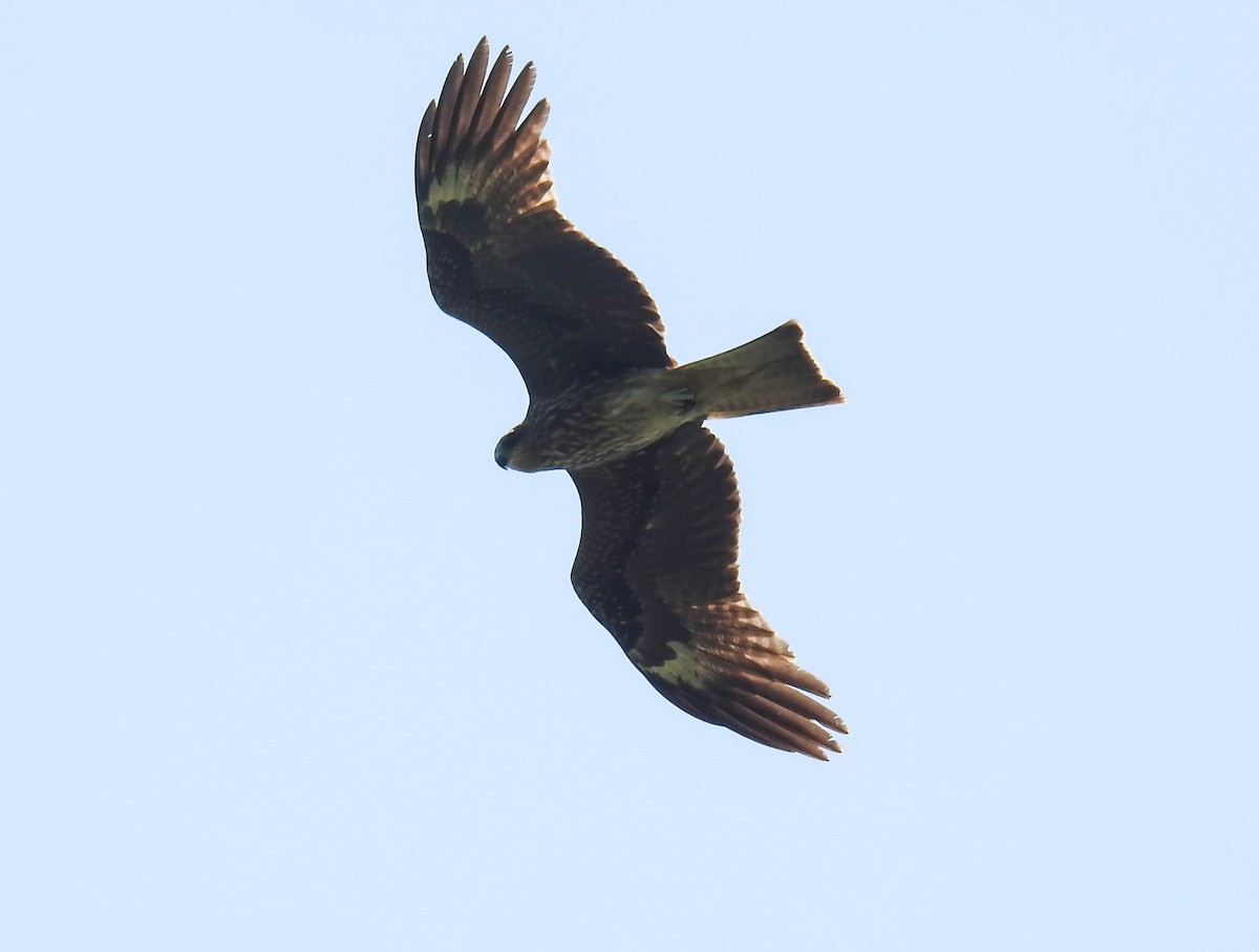 Black Kite - Sahana M