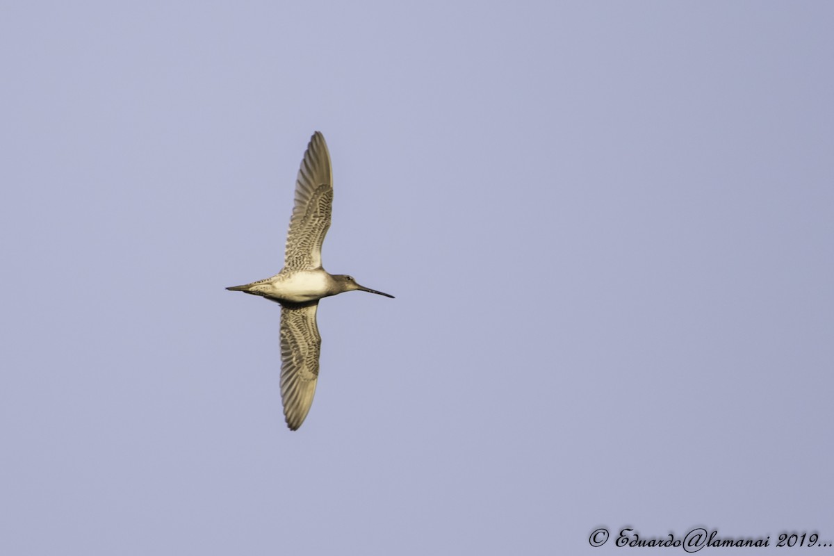Long-billed Dowitcher - ML180001641