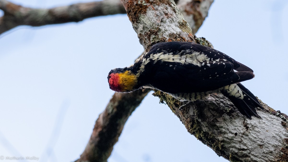 Beautiful Woodpecker - Mathurin Malby