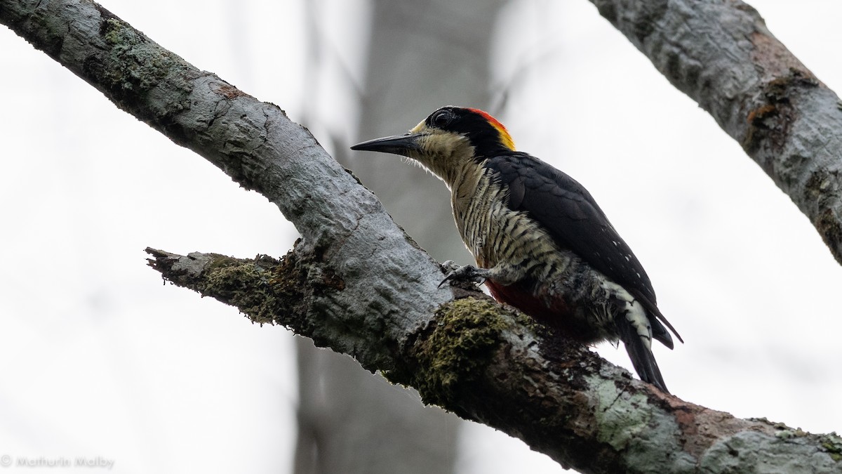 Beautiful Woodpecker - ML180004181