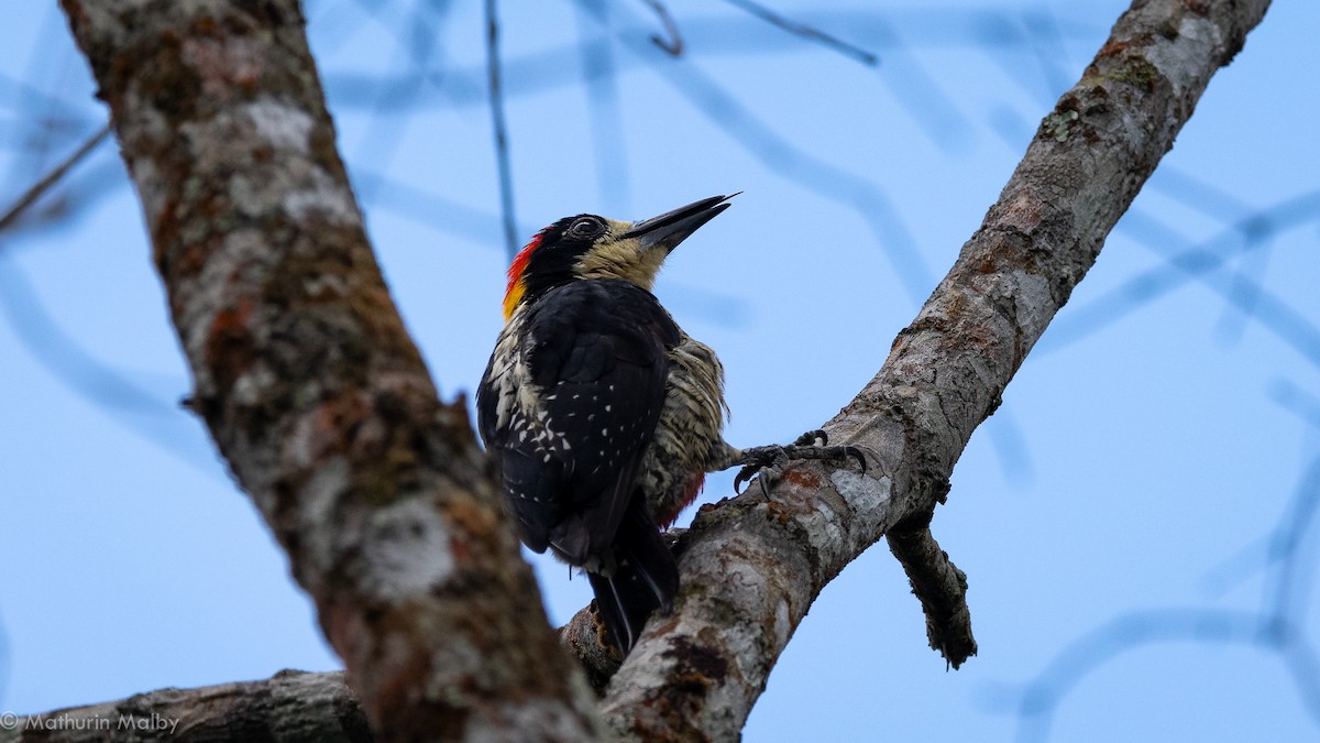 Beautiful Woodpecker - ML180004191