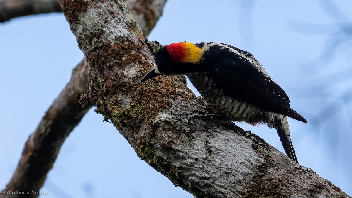 Beautiful Woodpecker - Mathurin Malby