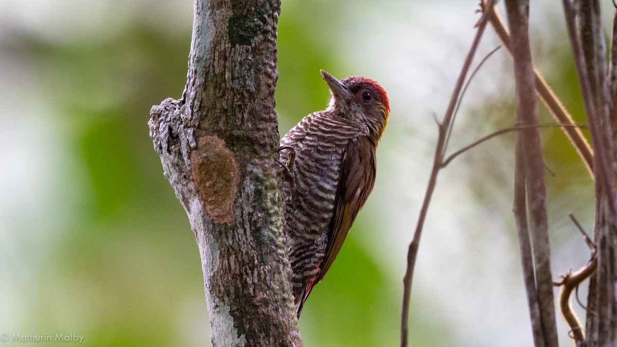 Red-rumped Woodpecker - ML180004471