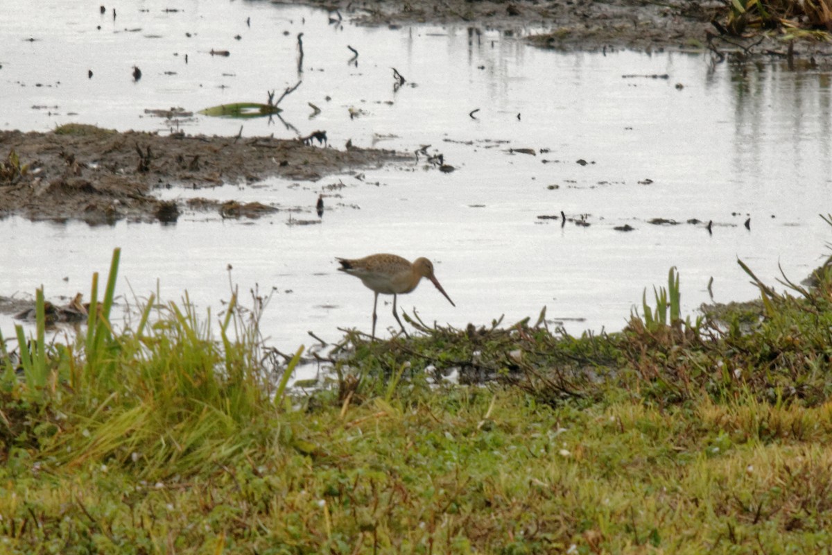 Black-tailed Godwit (islandica) - ML180007061