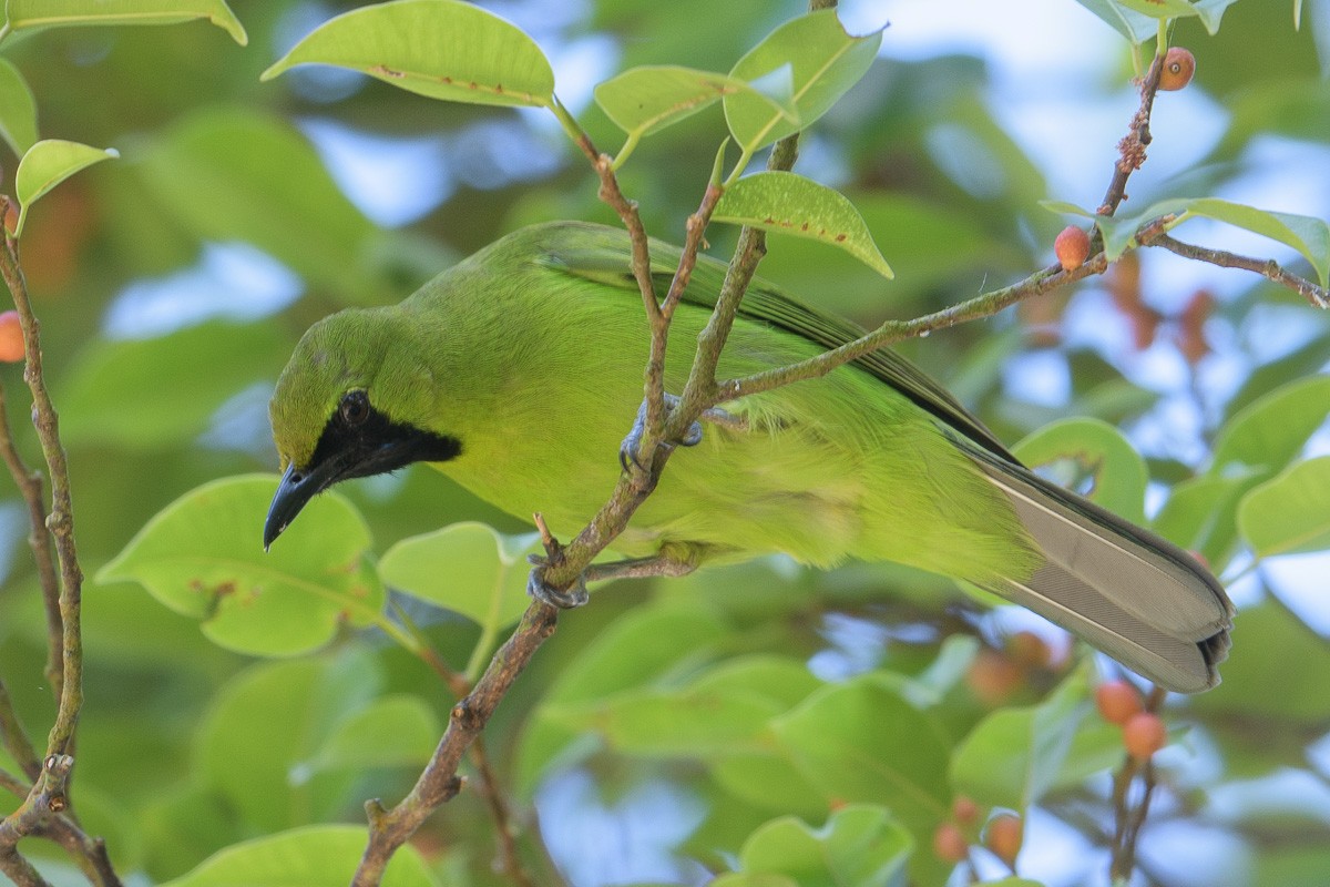 Lesser Green Leafbird - Francis Yap