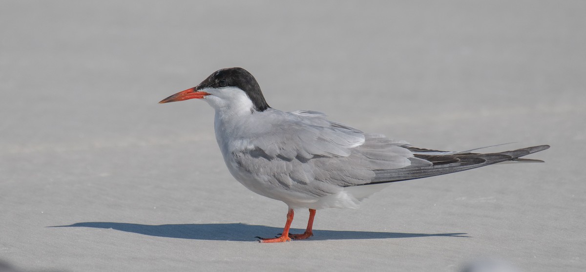 Common Tern - ML180010181
