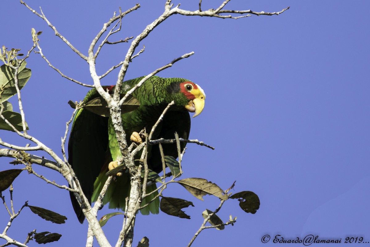 Yellow-lored Parrot - ML180010511