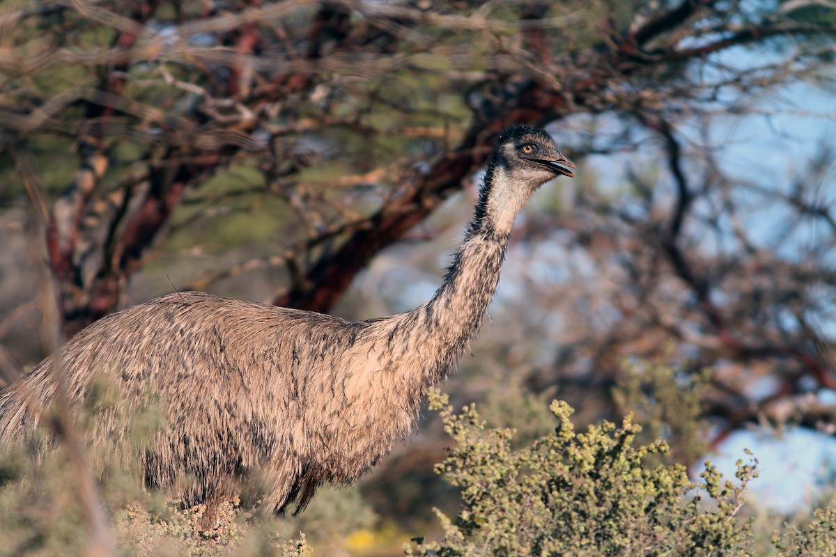 emu hnědý - ML180013011