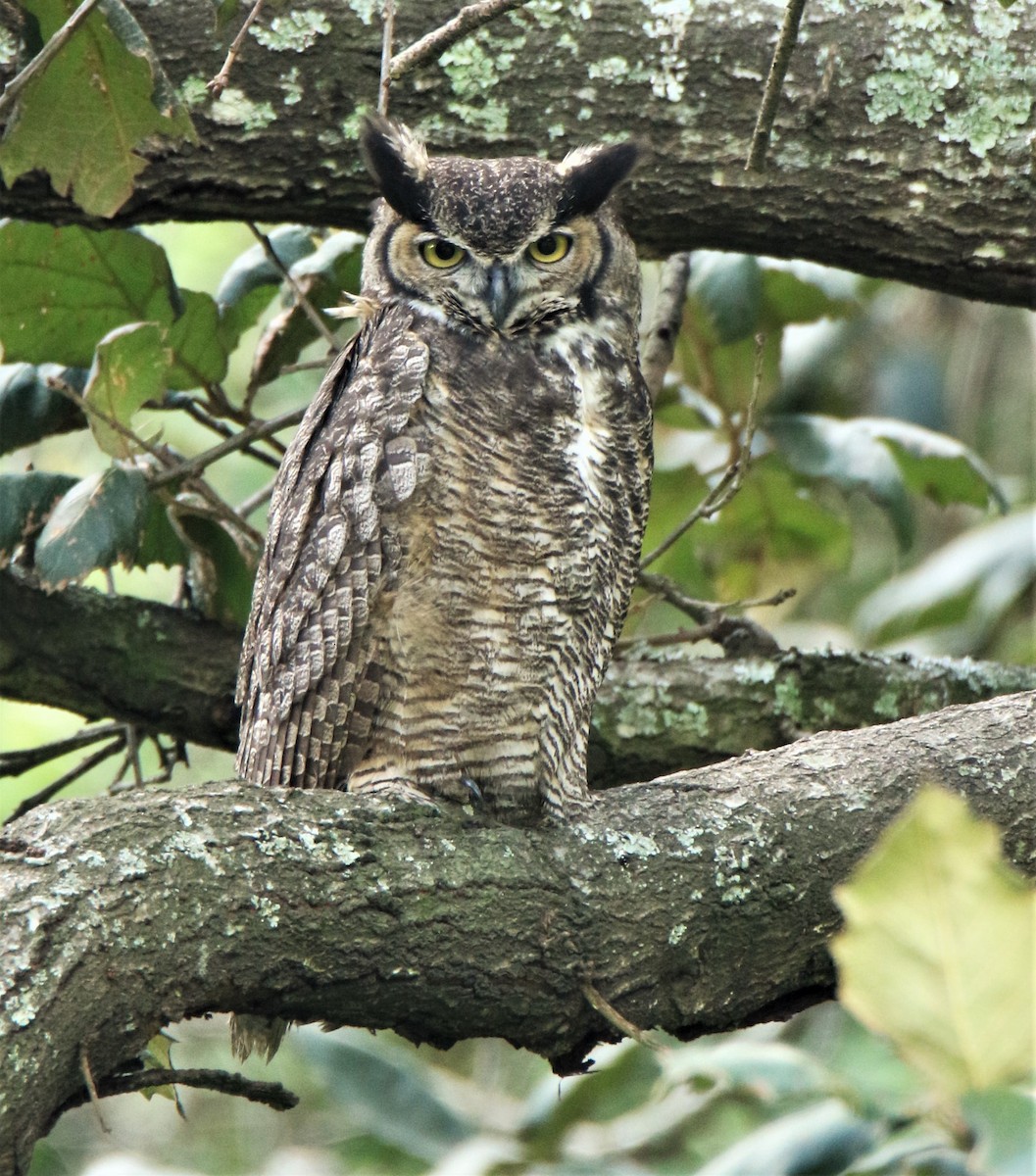 Great Horned Owl - ML180013131