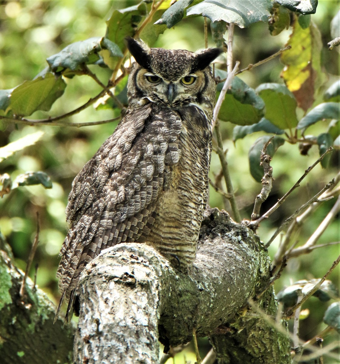 Great Horned Owl - ML180013141