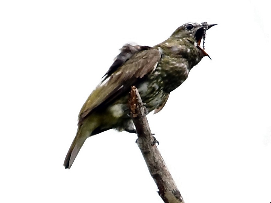 araponga-da-amazônia - eBird