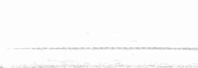 Perlenmantel-Ameisenwürger - ML180014581