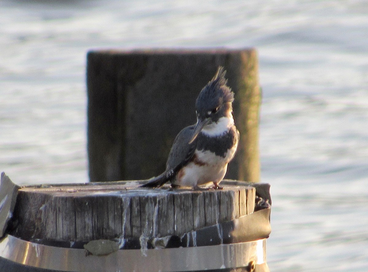 Belted Kingfisher - ML180015271