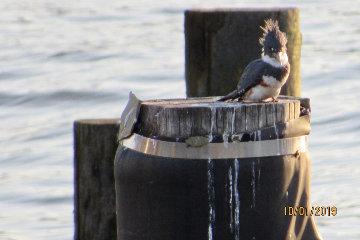 Belted Kingfisher - ML180015281