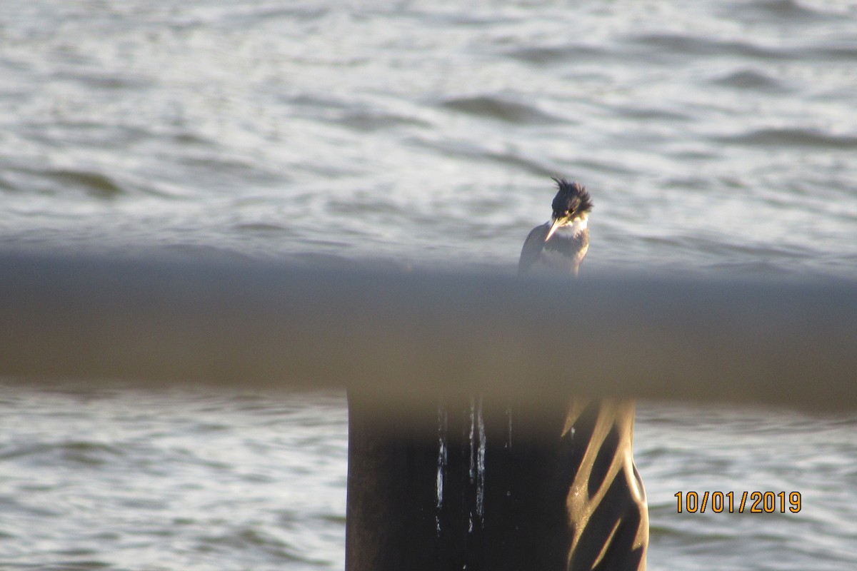 Belted Kingfisher - ML180015301