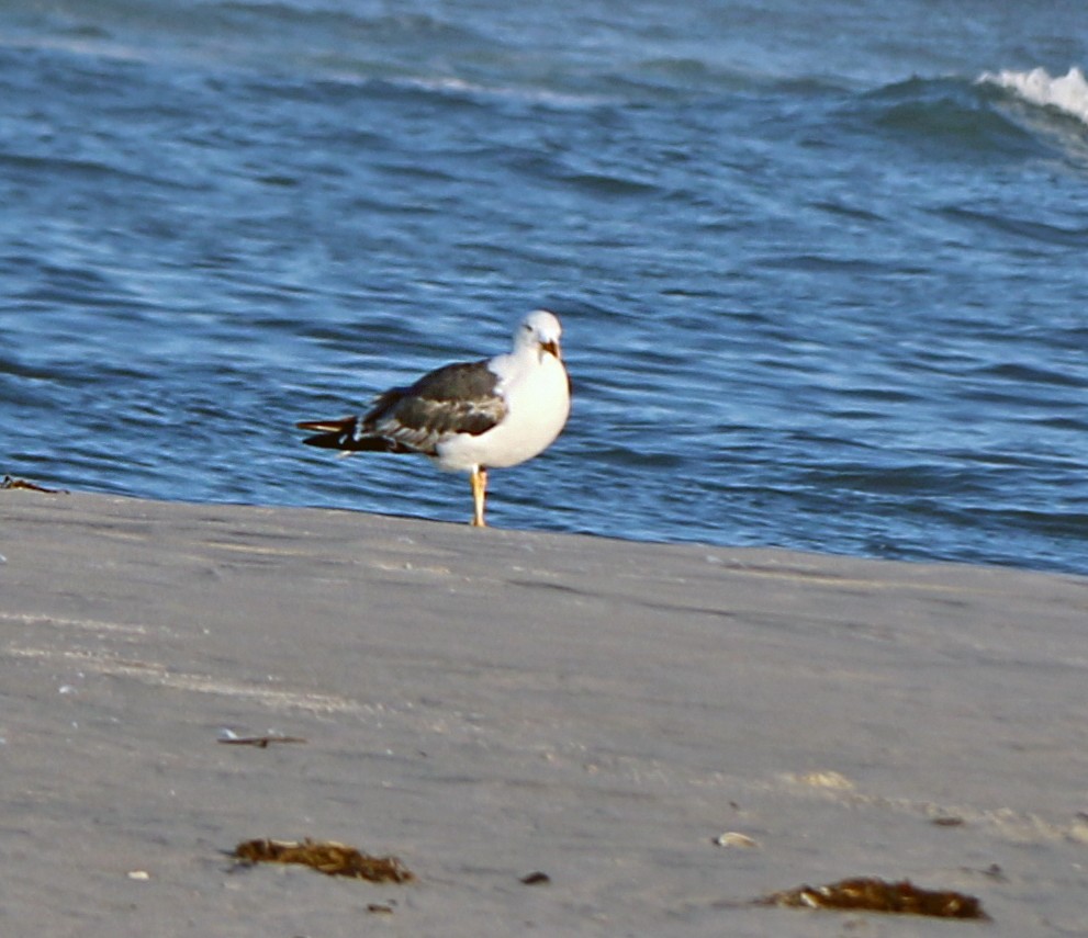 Lesser Black-backed Gull - Shilo McDonald