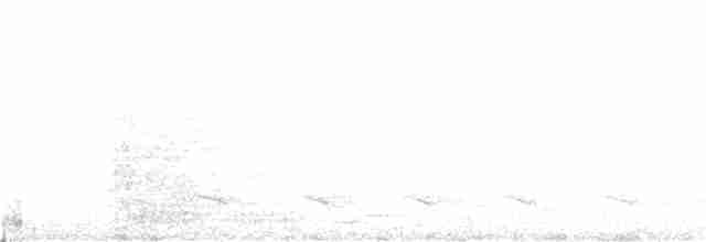 Weißbart-Ameisenwürger - ML180015721