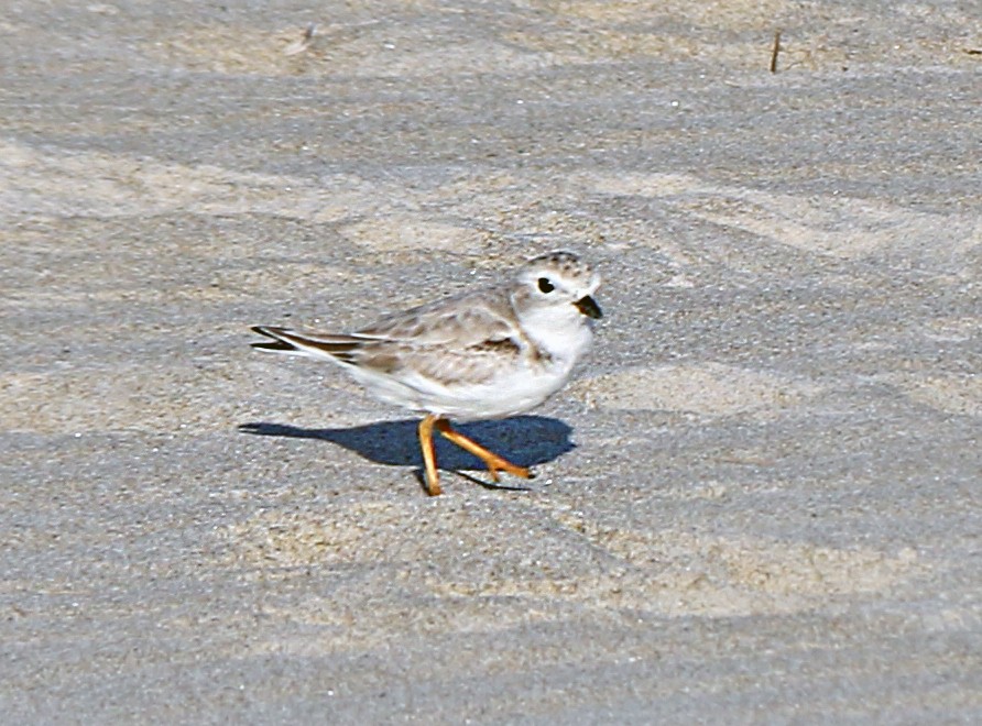 Piping Plover - ML180015811
