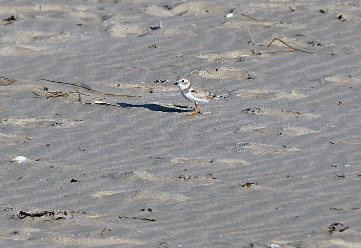 Piping Plover - ML180015821