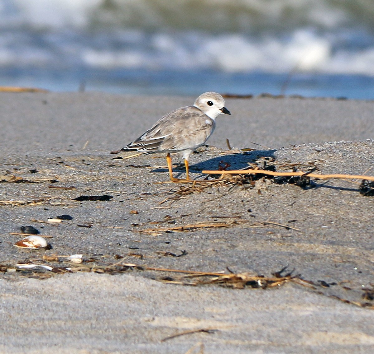 Piping Plover - ML180015831