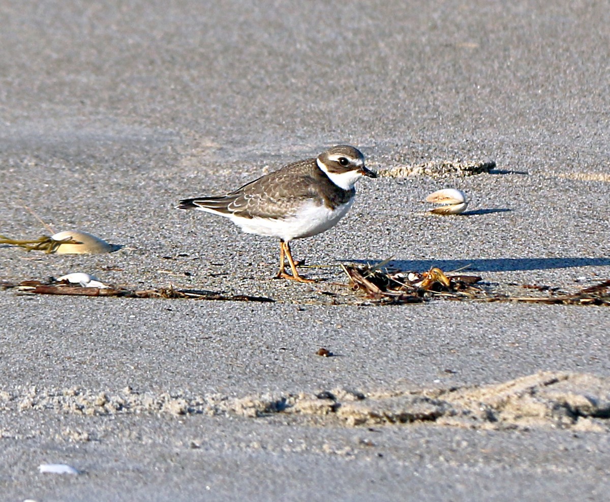 Semipalmated Plover - ML180016141