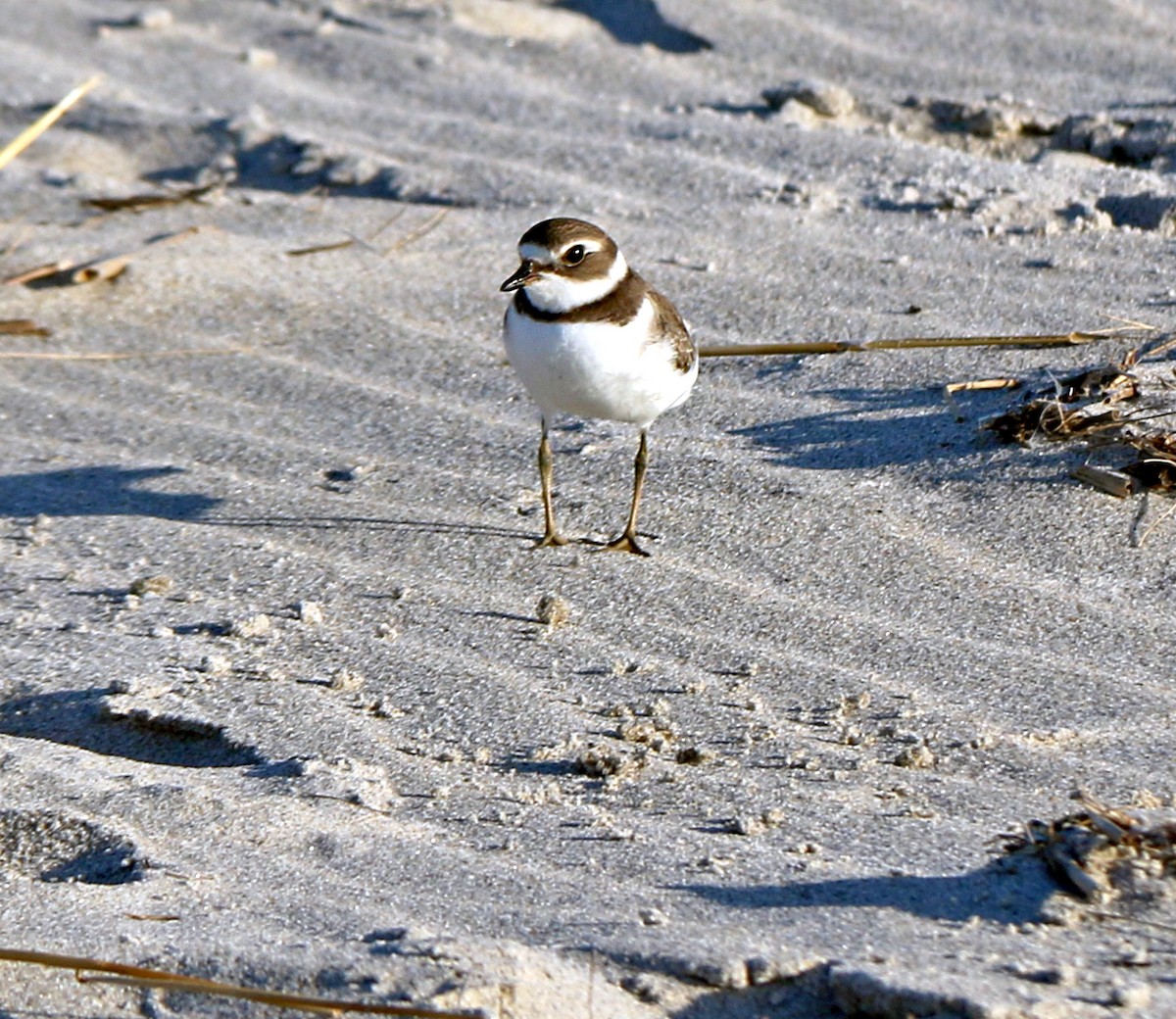 Semipalmated Plover - ML180016151
