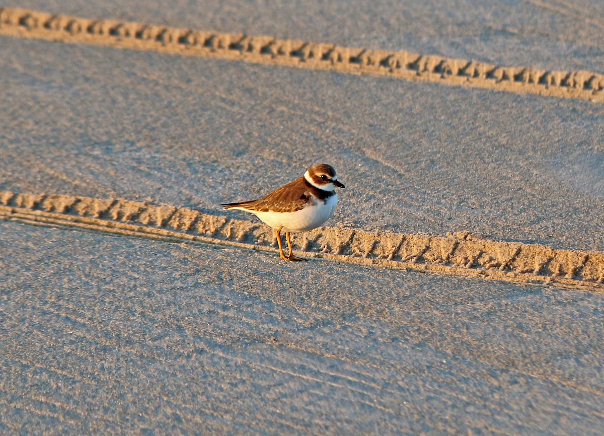 Semipalmated Plover - ML180016161