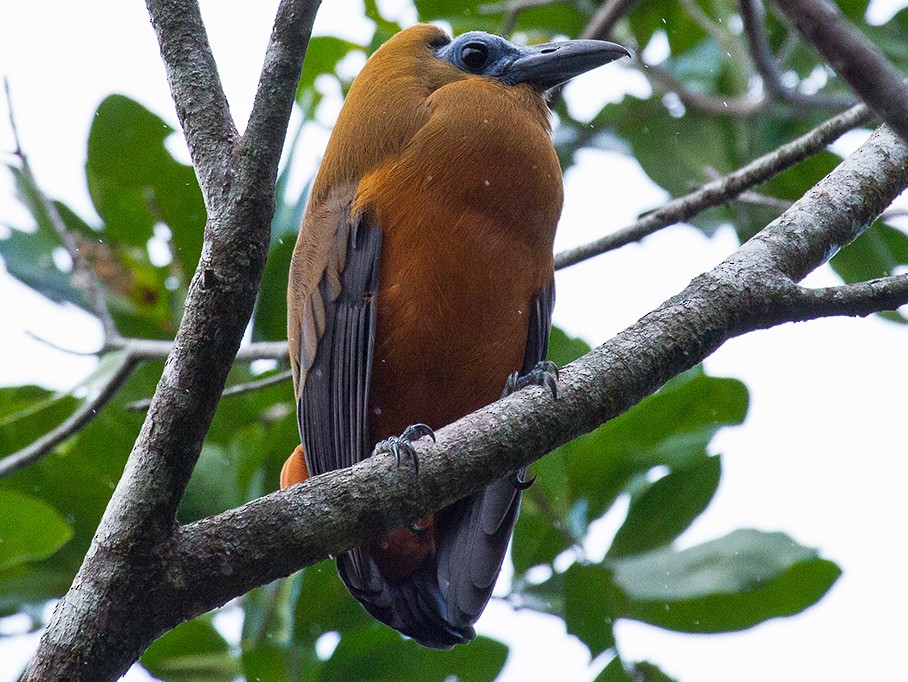 Capuchinbird - Leon Moore