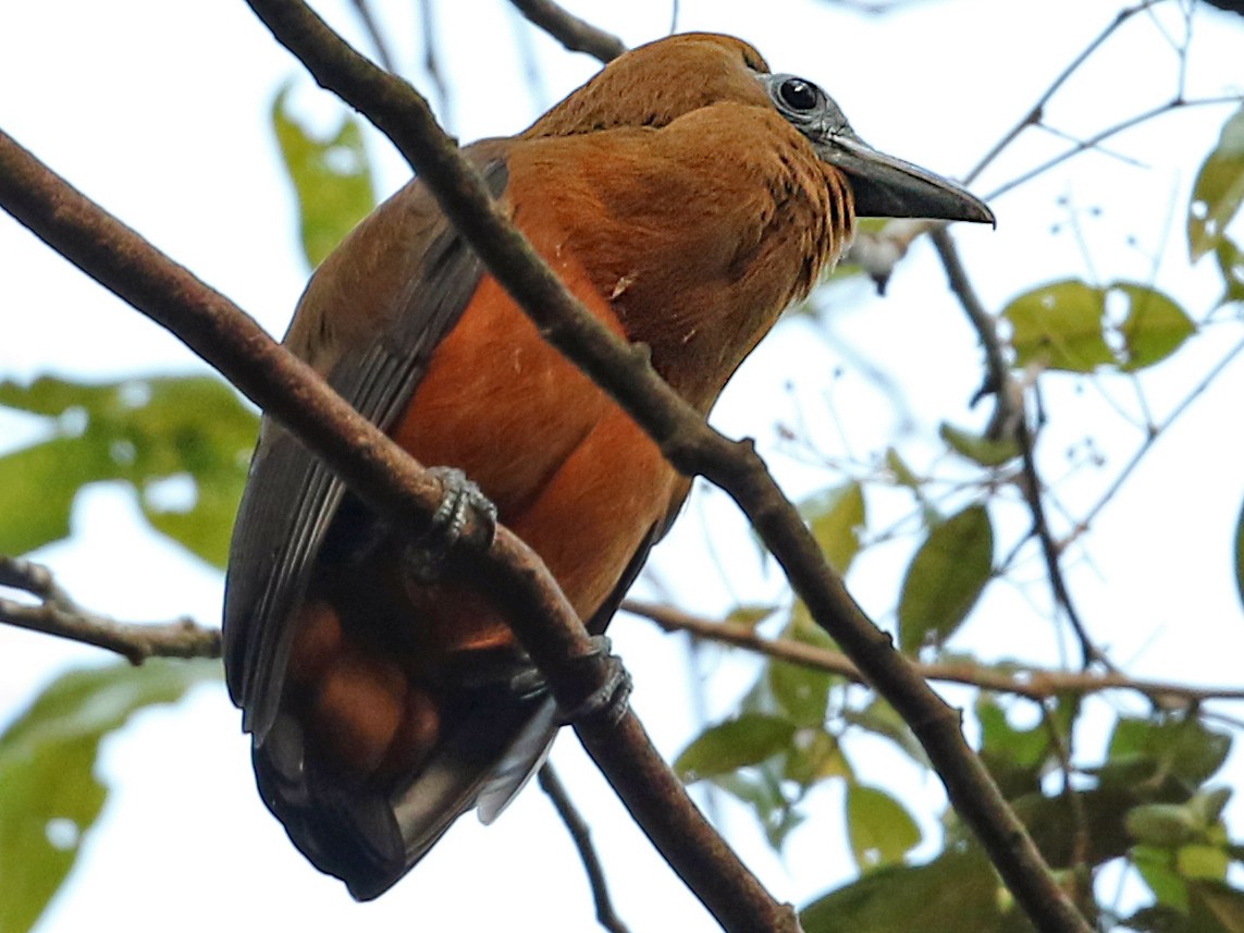 Capuchinbird eBird