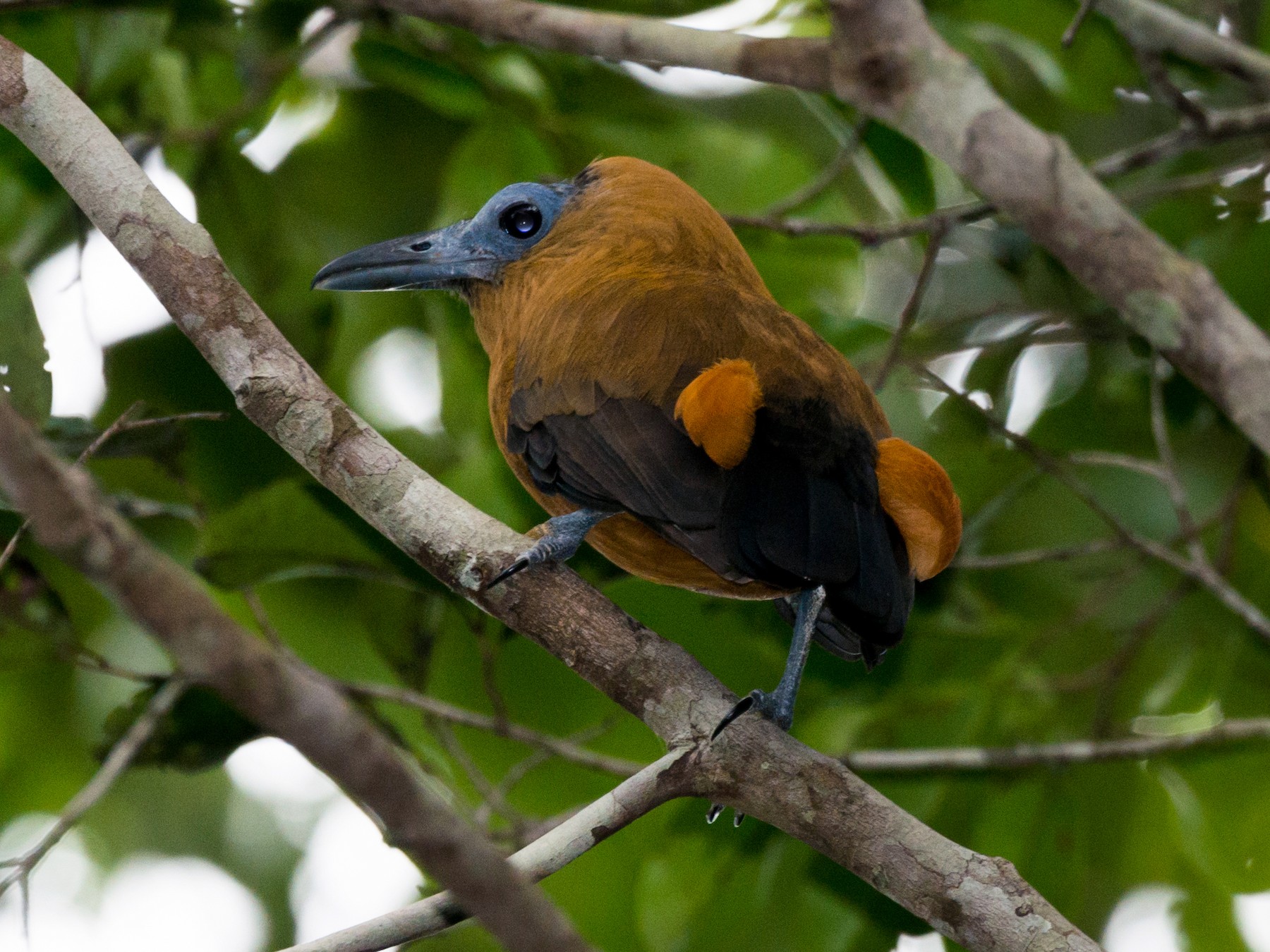 Capuchinbird - Claudia Brasileiro