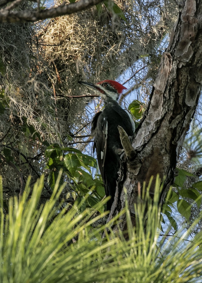 Pileated Woodpecker - ML180017041
