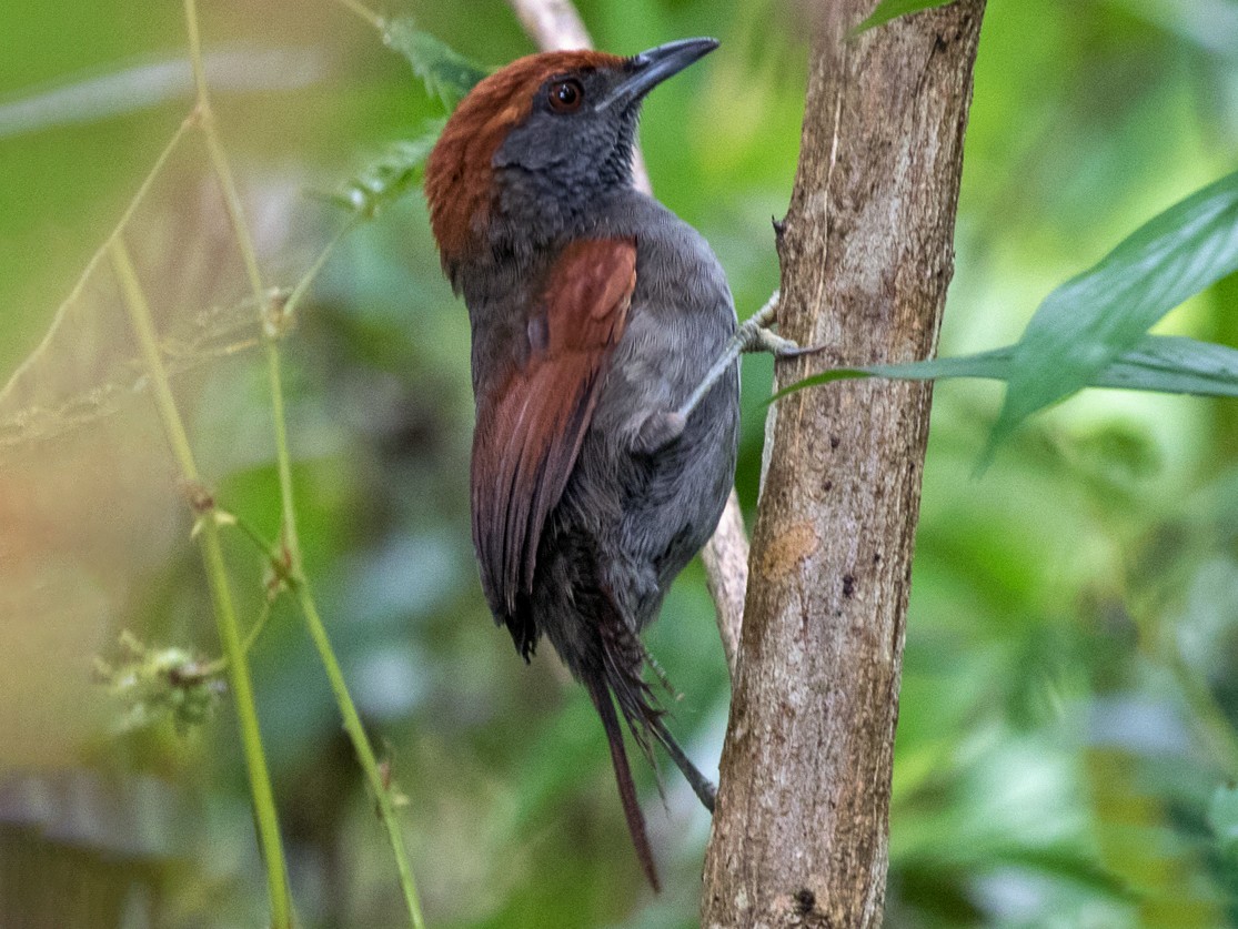 McConnell's Spinetail - Synallaxis macconnelli - Birds of the World