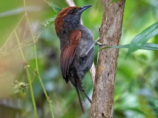  - McConnell's Spinetail