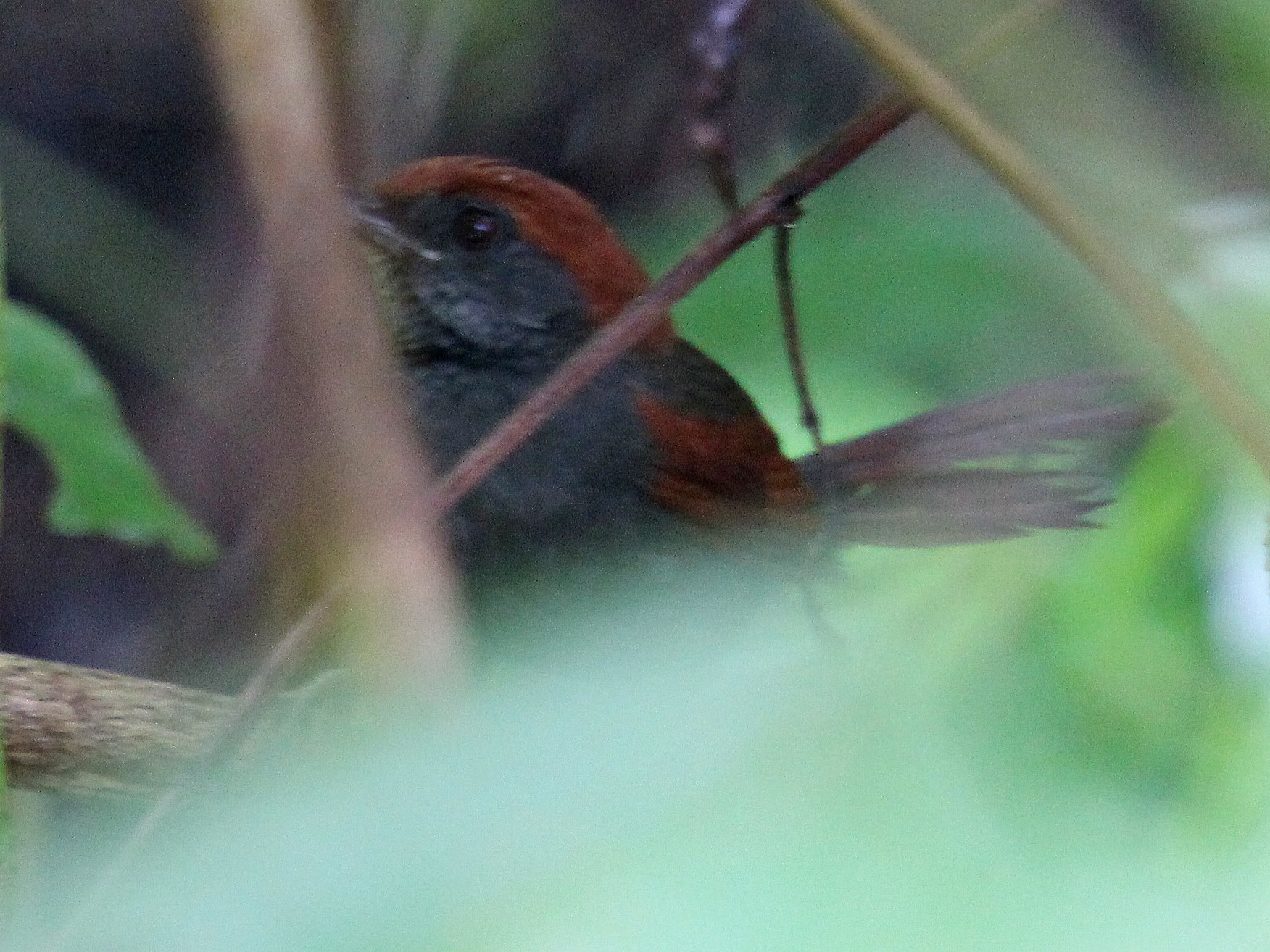 McConnell's Spinetail - Alexander Lees