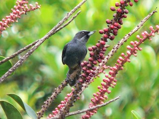  - Greater Flowerpiercer
