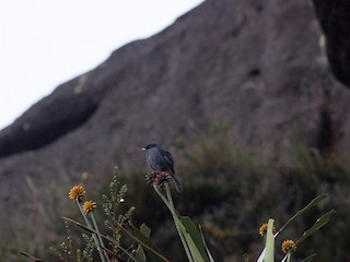  - Greater Flowerpiercer