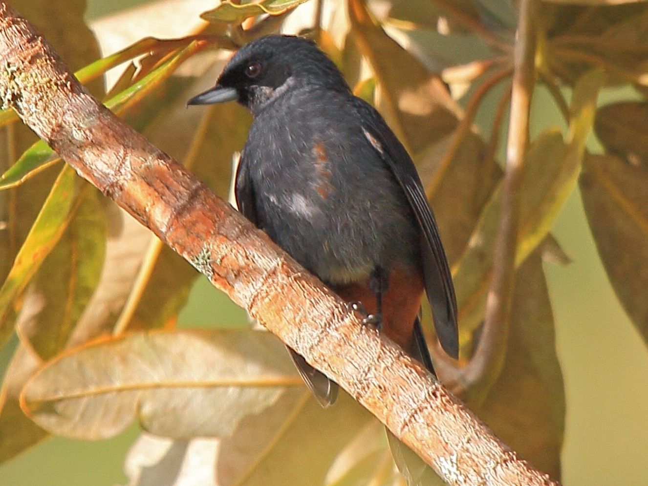 Greater Flowerpiercer - eBird