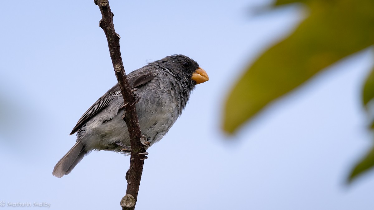 Gray Seedeater - ML180022491