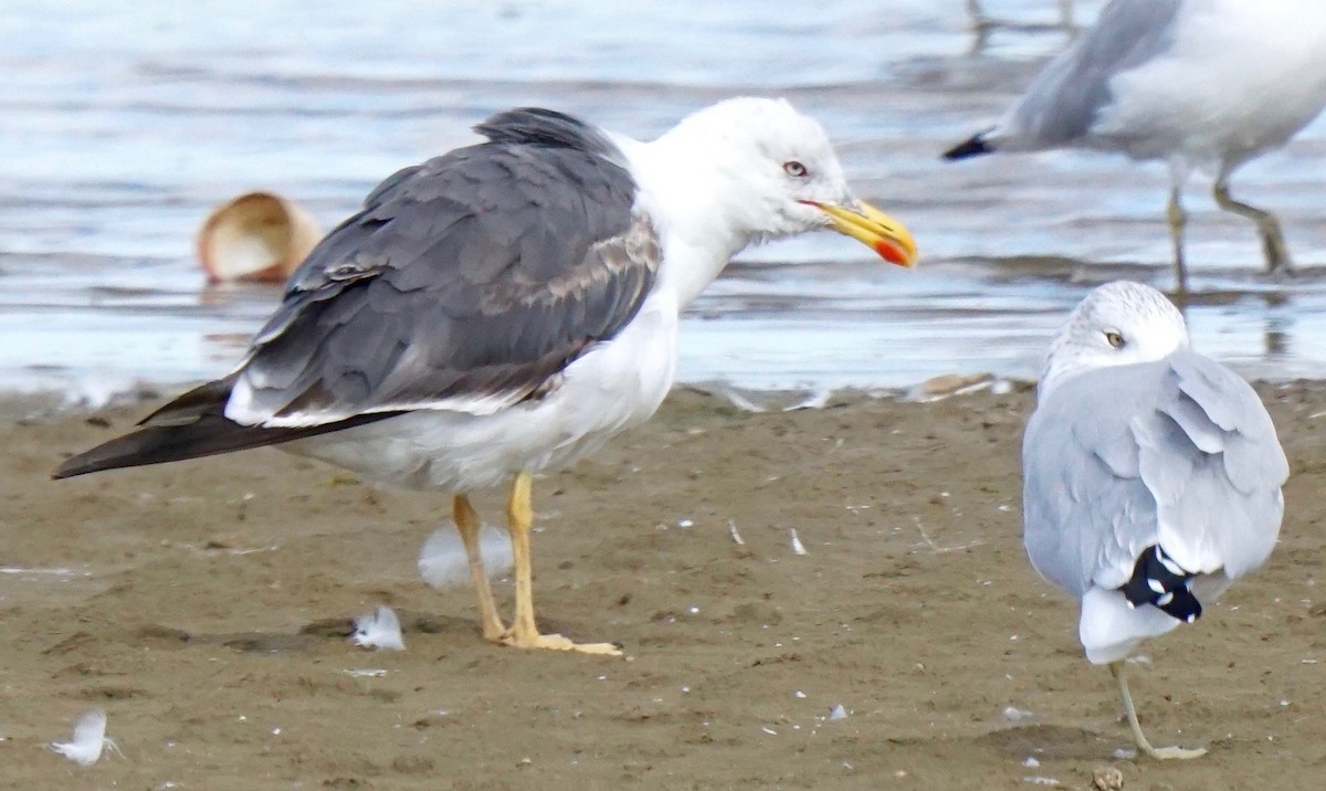 Lesser Black-backed Gull - Sibylle Hechtel