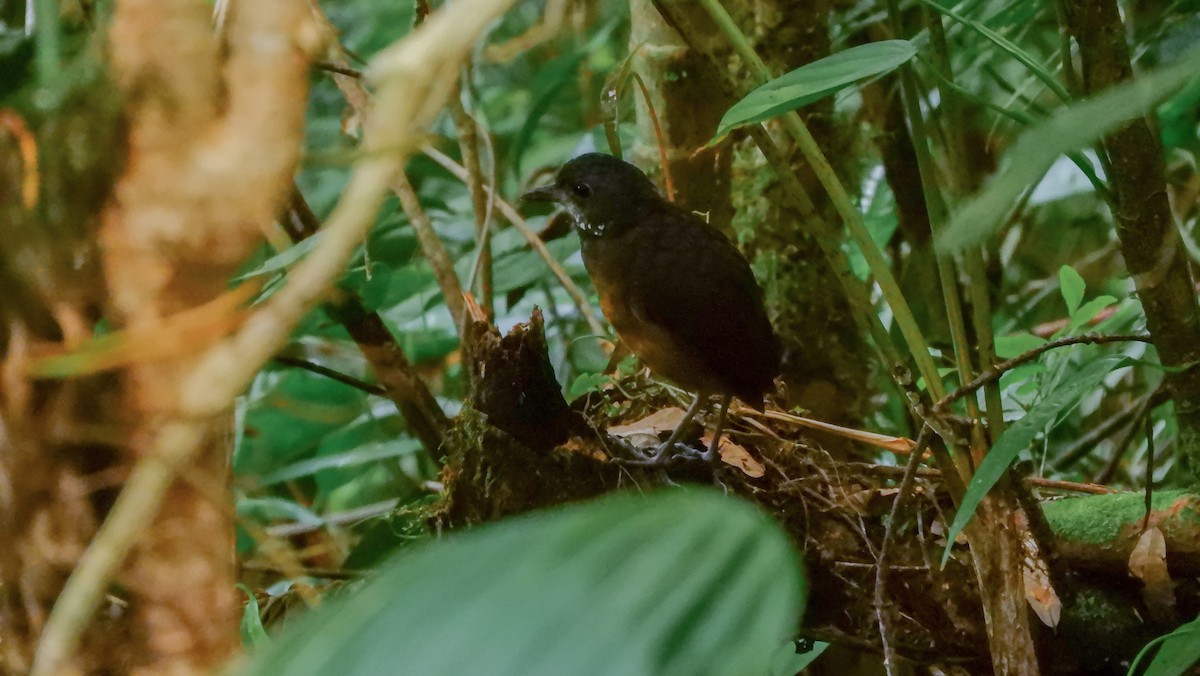 Moustached Antpitta - ML180023591