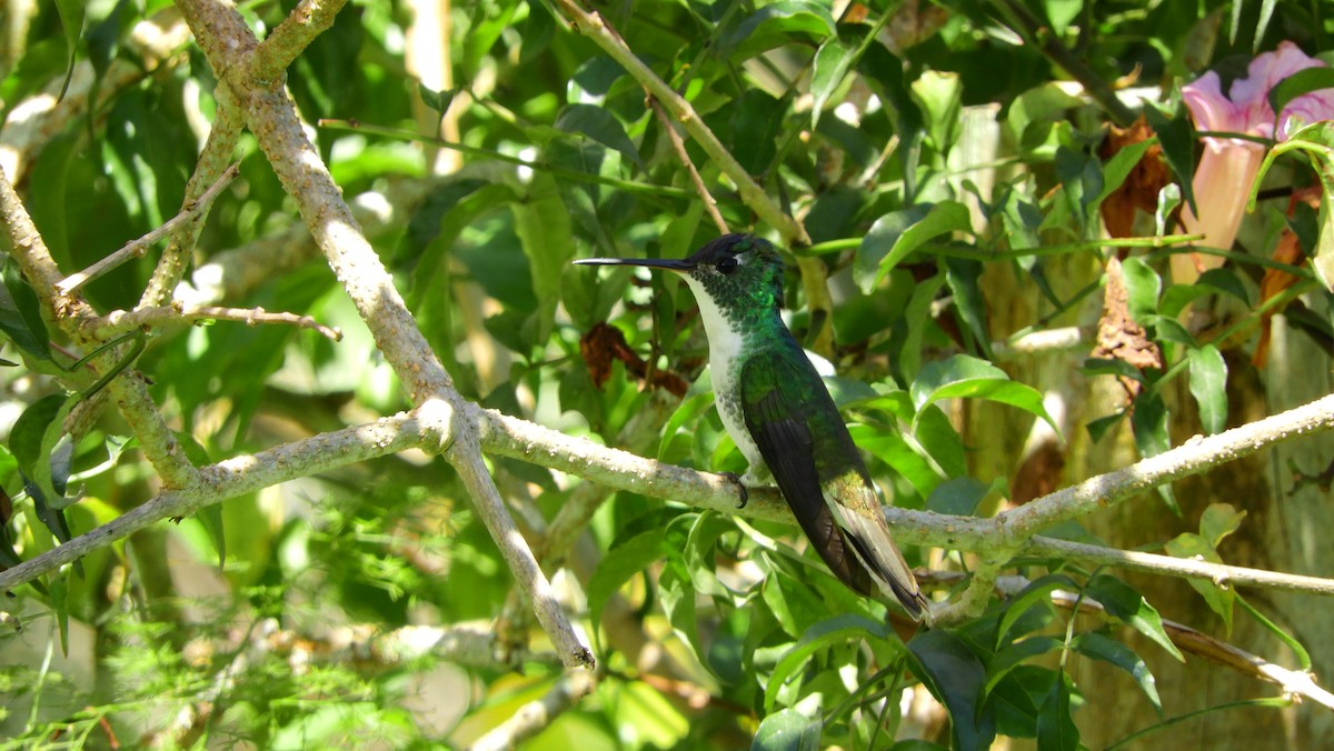 Andean Emerald - Jorge Muñoz García   CAQUETA BIRDING
